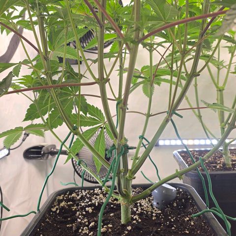 DNA Cake  growlog timeline photo