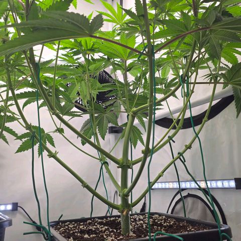 DNA Cake  growlog timeline photo