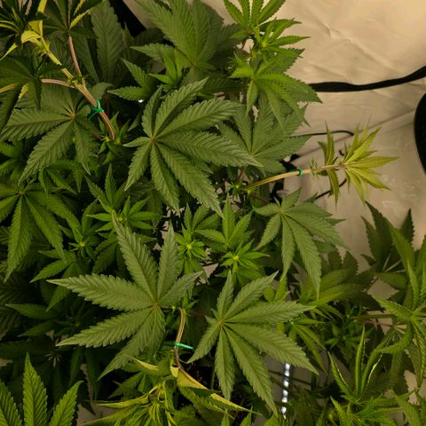 DNA Cake  growlog timeline photo