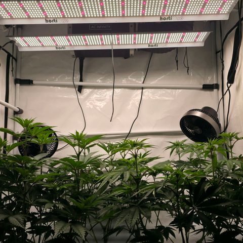 DNA Cake  growlog timeline photo