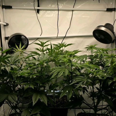 DNA Cake  growlog timeline photo