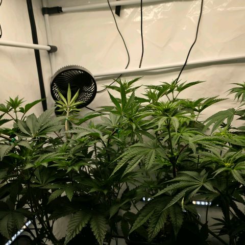 DNA Cake  growlog timeline photo