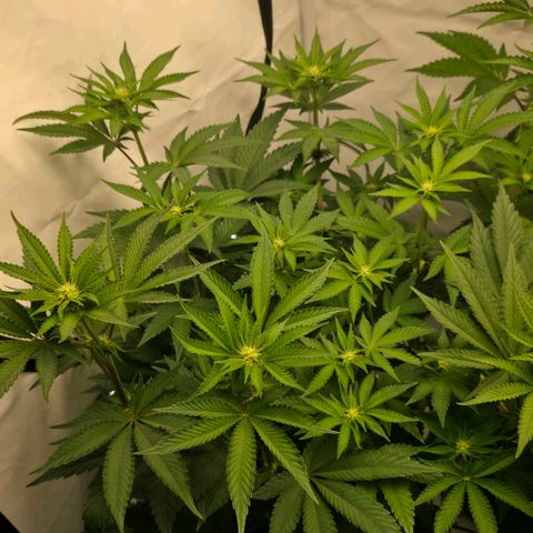 DNA Cake  growlog timeline photo