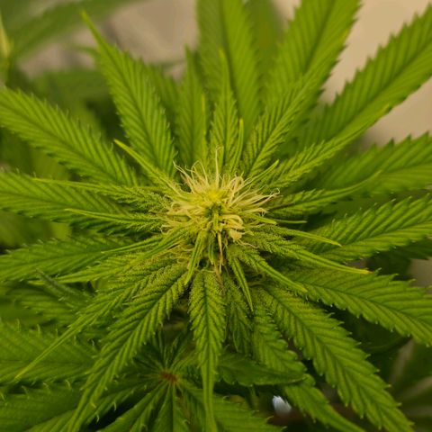 DNA Cake  growlog timeline photo