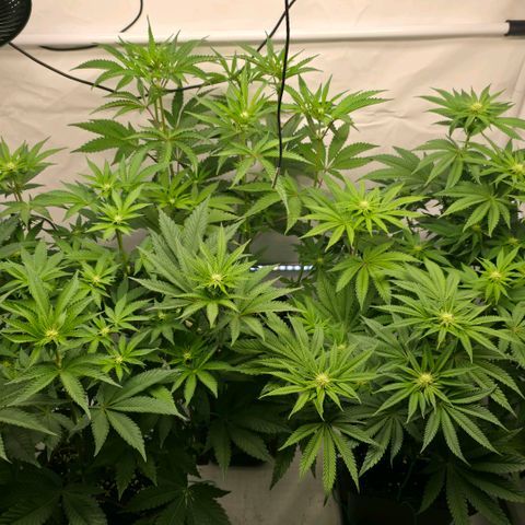DNA Cake  growlog timeline photo