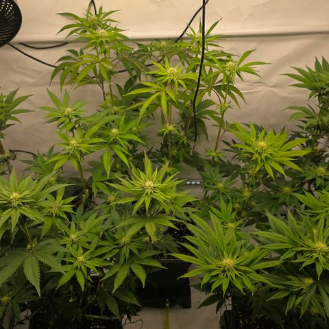 DNA Cake  growlog timeline photo