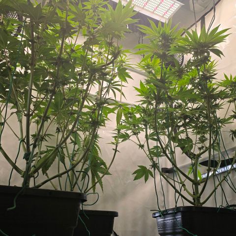 DNA Cake  growlog timeline photo