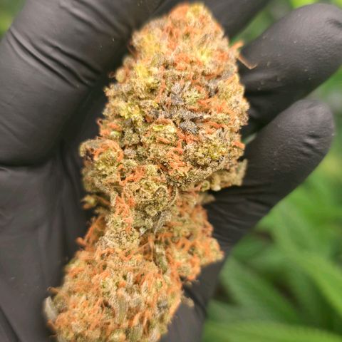 Forbidden Runtz Auto growlog timeline photo