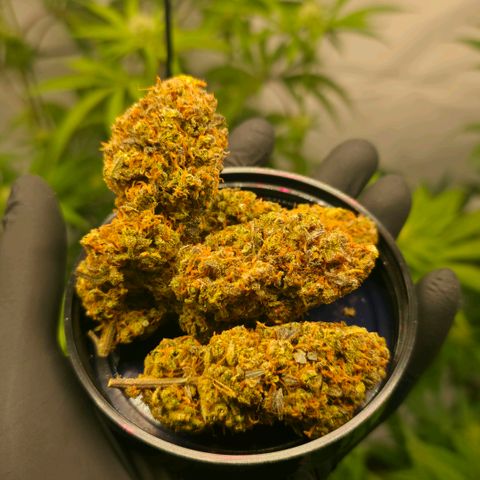 Forbidden Runtz Auto growlog timeline photo