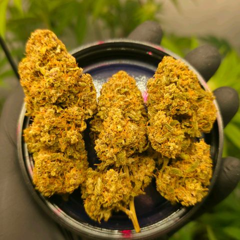 Forbidden Runtz Auto growlog timeline photo