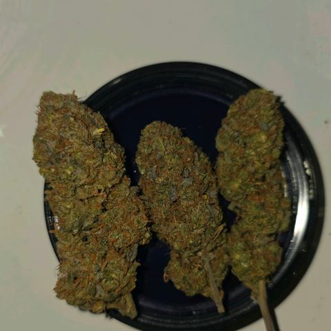 Forbidden Runtz Auto growlog timeline photo