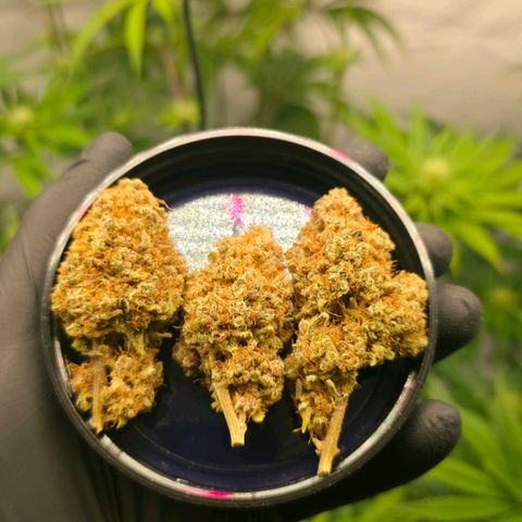 Purple Punch growlog timeline photo