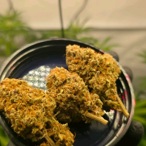 Purple Punch growlog timeline photo
