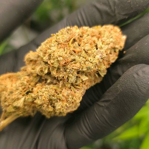 Purple Lemonade FF growlog timeline photo