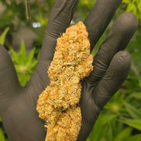 Purple Punch growlog timeline photo