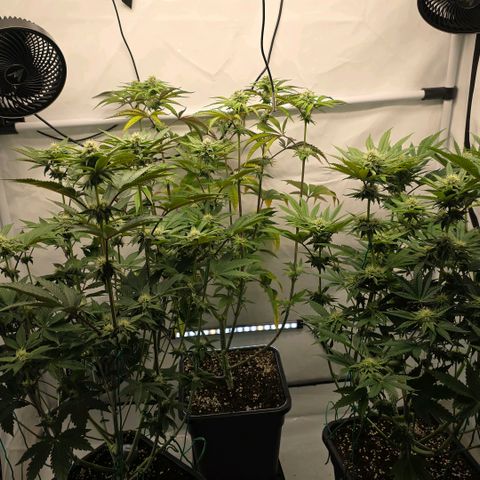 DNA Cake  growlog timeline photo