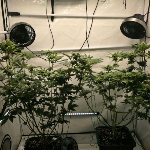 DNA Cake  growlog timeline photo