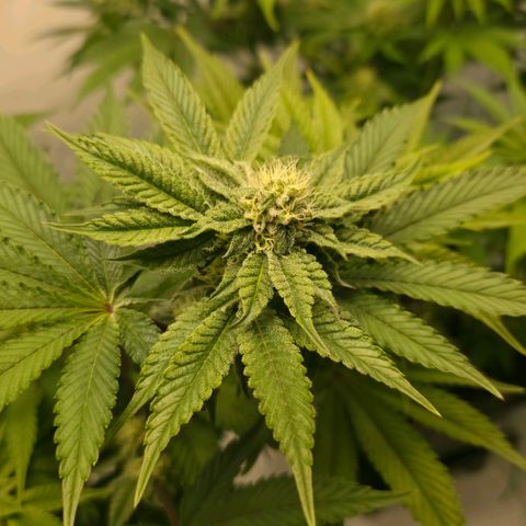 DNA Cake  growlog timeline photo