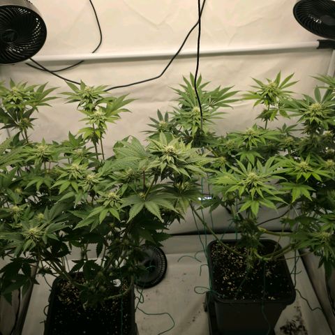 DNA Cake  growlog timeline photo