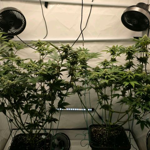 DNA Cake  growlog timeline photo