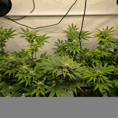 DNA Cake  growlog timeline photo