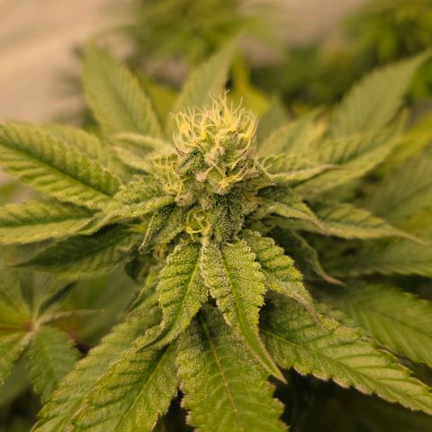 DNA Cake  growlog timeline photo