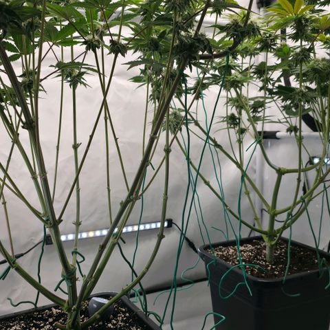 DNA Cake  growlog timeline photo