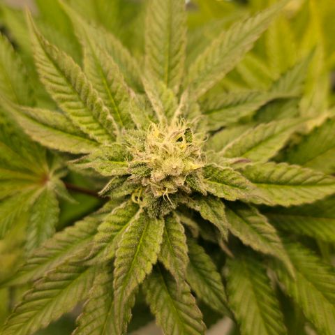 DNA Cake  growlog timeline photo