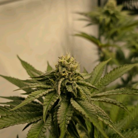 DNA Cake  growlog timeline photo