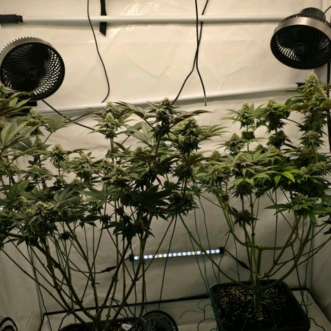 DNA Cake  growlog timeline photo