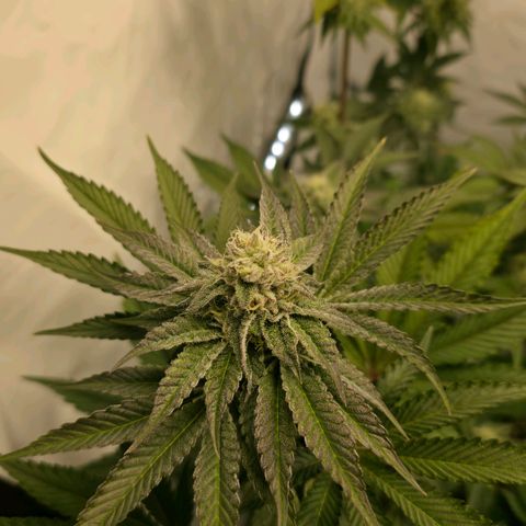 DNA Cake  growlog timeline photo