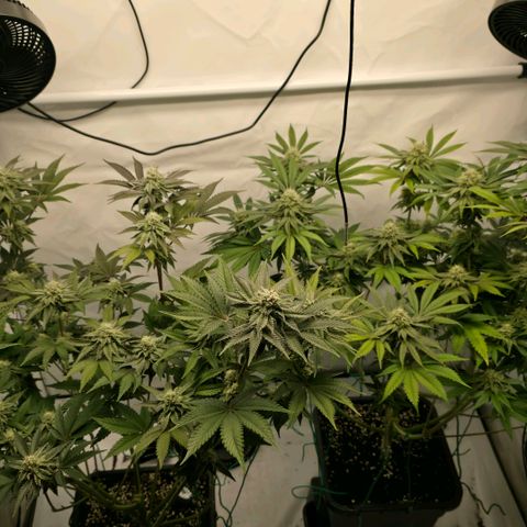 DNA Cake  growlog timeline photo