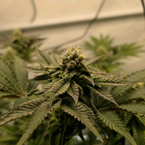 DNA Cake  growlog timeline photo