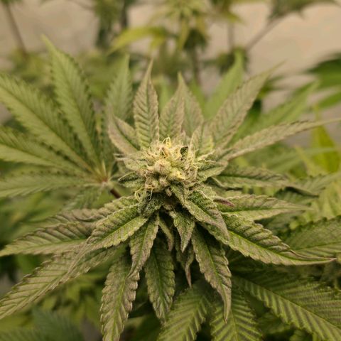 DNA Cake  growlog timeline photo