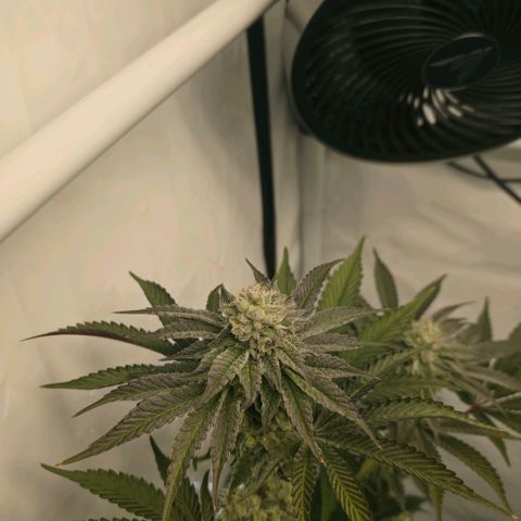DNA Cake  growlog timeline photo