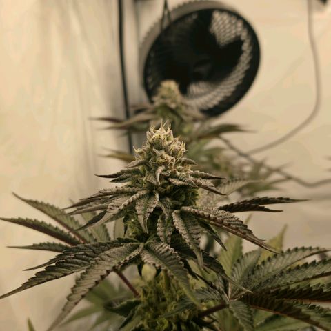 DNA Cake  growlog timeline photo