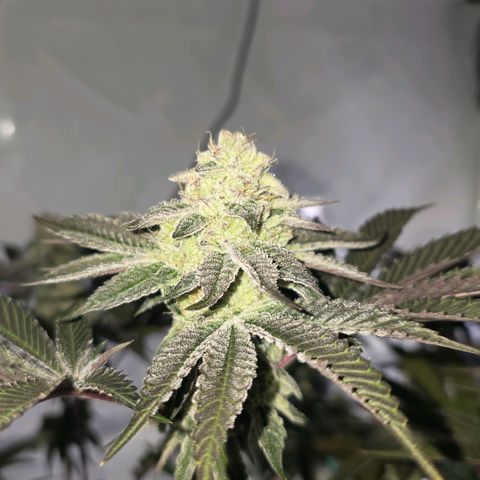 DNA Cake  growlog timeline photo