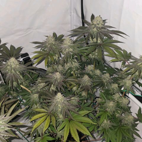 DNA Cake  growlog timeline photo