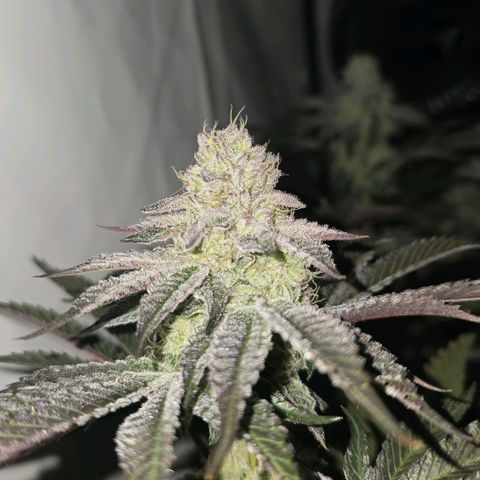 DNA Cake  growlog timeline photo
