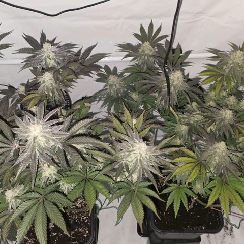 DNA Cake  growlog timeline photo