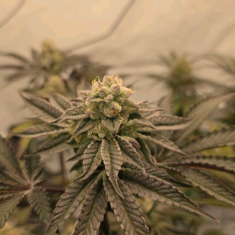 DNA Cake  growlog timeline photo