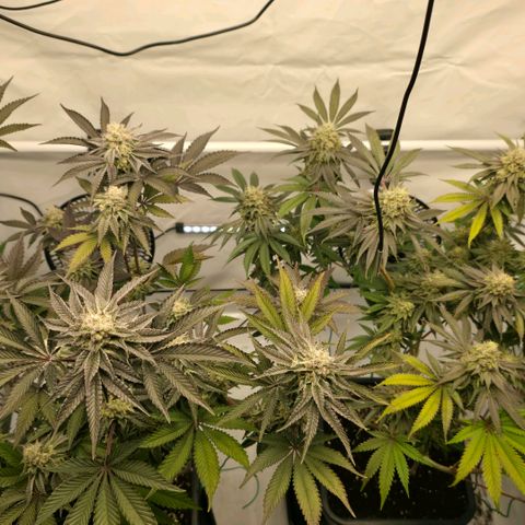 DNA Cake  growlog timeline photo