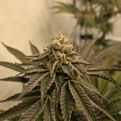 DNA Cake  growlog timeline photo