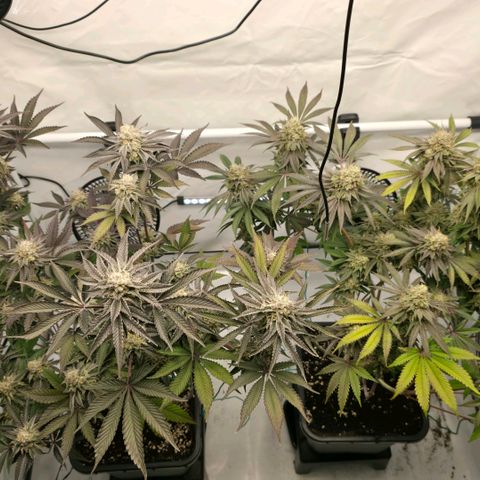DNA Cake  growlog timeline photo