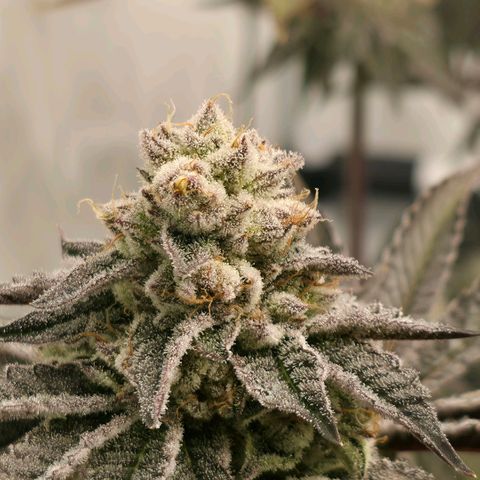 DNA Cake  growlog timeline photo