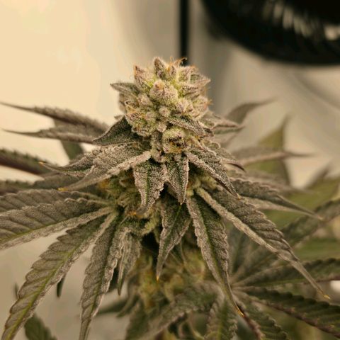 DNA Cake  growlog timeline photo