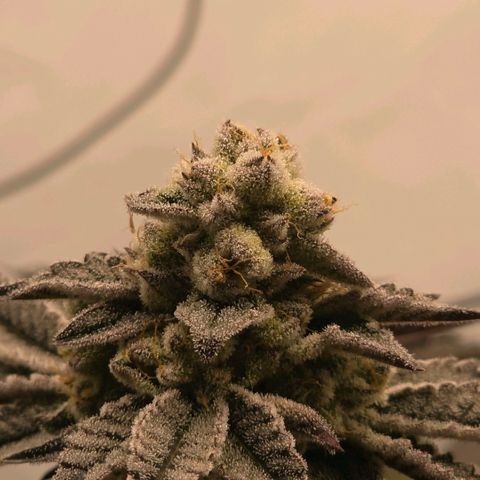 DNA Cake  growlog timeline photo