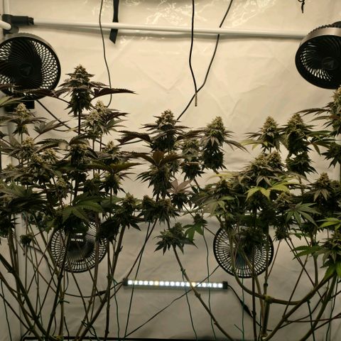 DNA Cake  growlog timeline photo