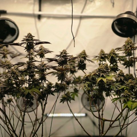 DNA Cake  growlog timeline photo