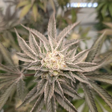 DNA Cake  growlog timeline photo